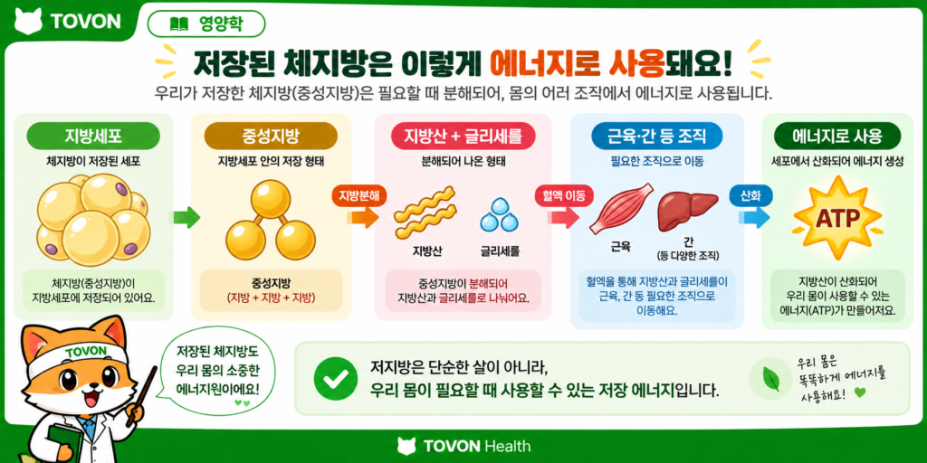 지방세포의 중성지방이 지방산으로 분해되어 에너지로 사용되는 과정