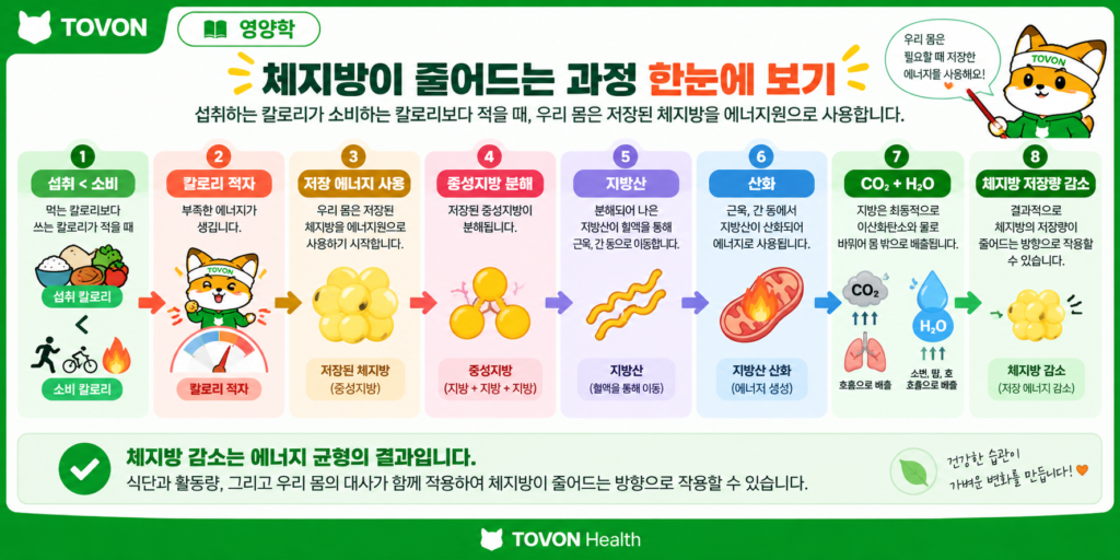칼로리 적자부터 저장된 체지방 사용까지 체지방 감소 원리를 정리한 이미지