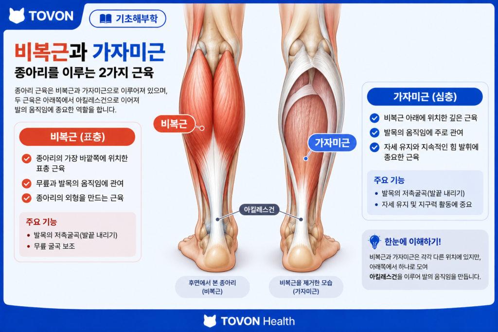종아리 근육의 표층 비복근과 깊은층 가자미근 구조