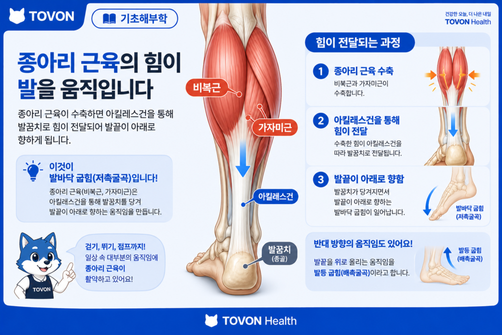 종아리 근육의 발바닥 굽힘과 발끝을 아래로 내리는 움직임