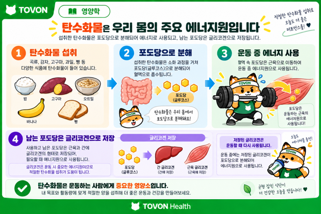 탄수화물이 운동 중 에너지 공급에 사용되는 과정을 보여주는 이미지