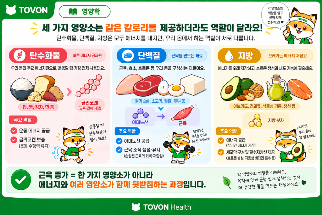 탄수화물 단백질 지방의 주요 역할과 근육 증가에서의 의미를 비교한 이미지
