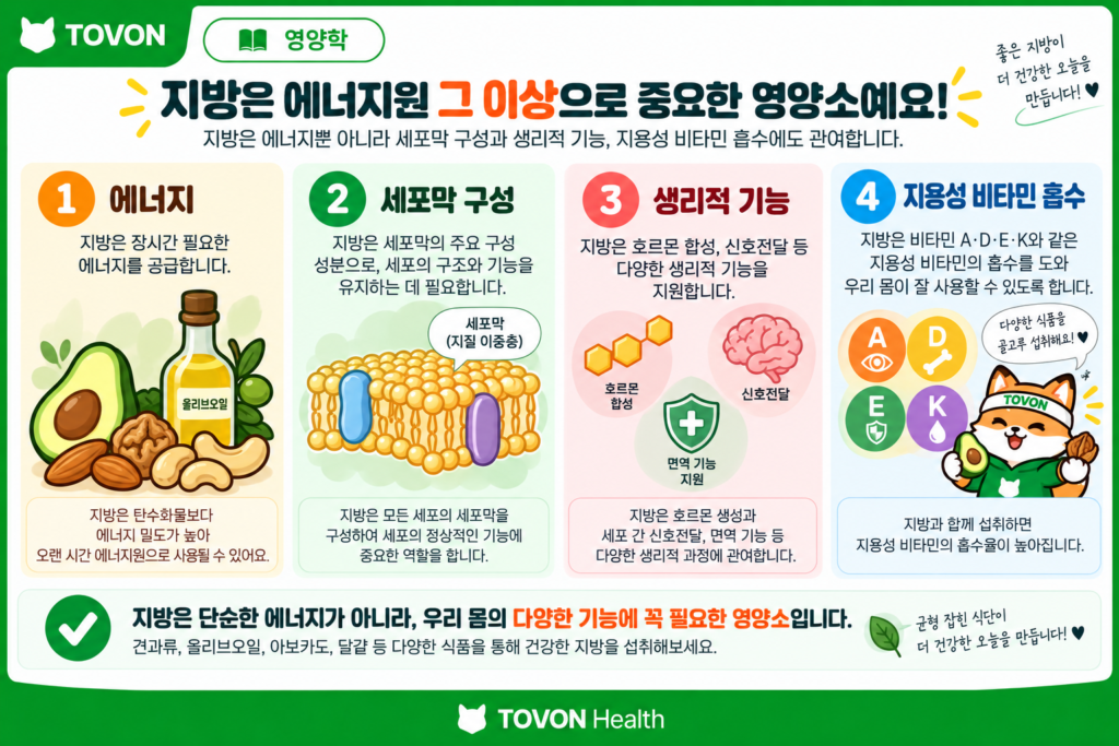식이 지방이 에너지와 세포 기능 및 지용성 비타민 흡수에 관여하는 모습을 보여주는 이미지