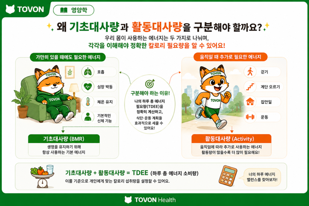 기초대사량과 활동대사량이란? 하루에 필요한 칼로리 계산하기 가만히 있을 때와 활동할 때 발생하는 에너지 소비를 비교한 이미지