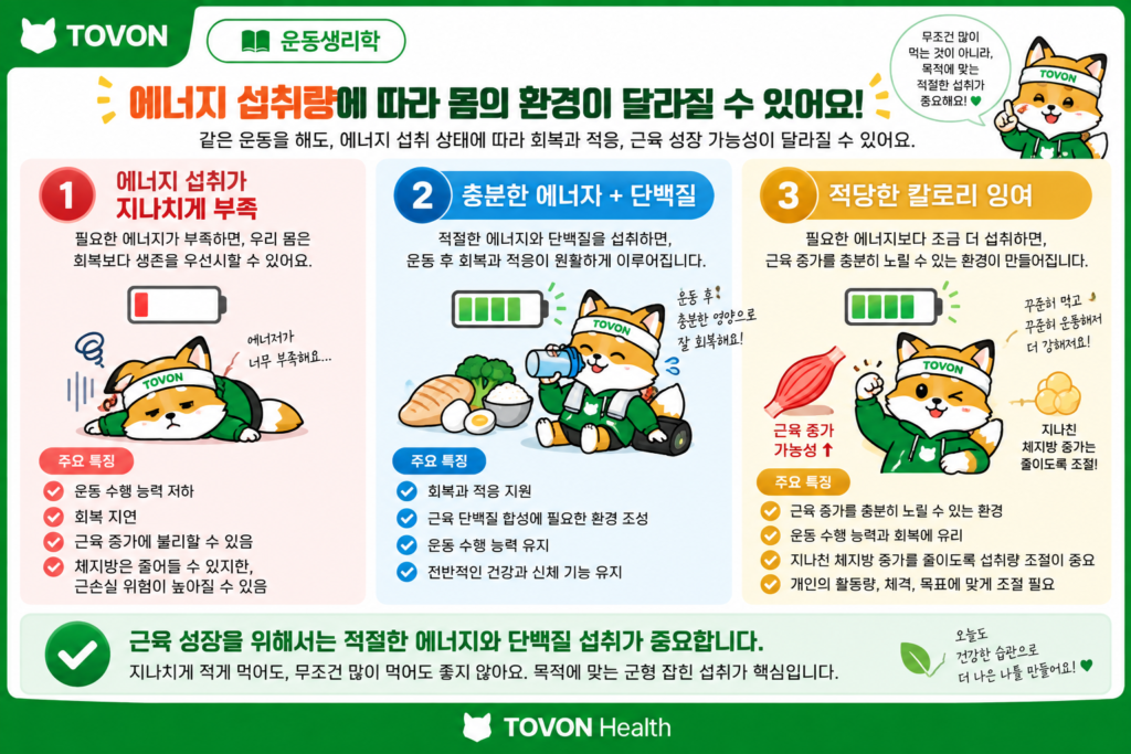 에너지 섭취량에 따른 회복과 근육 증가의 차이를 비교한 이미지