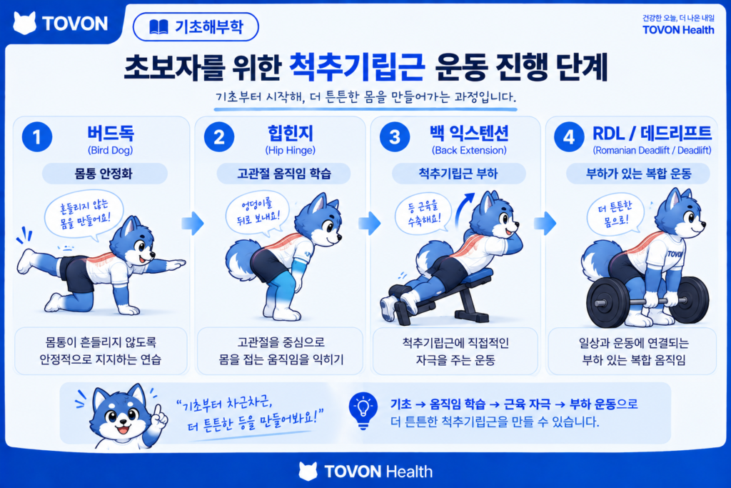 척추기립근이란? 척추를 지지하는 등 근육의 구조와 역할 버드독 힙힌지 백 익스텐션과 루마니안 데드리프트를 통한 척추기립근 운동 진행 단계
