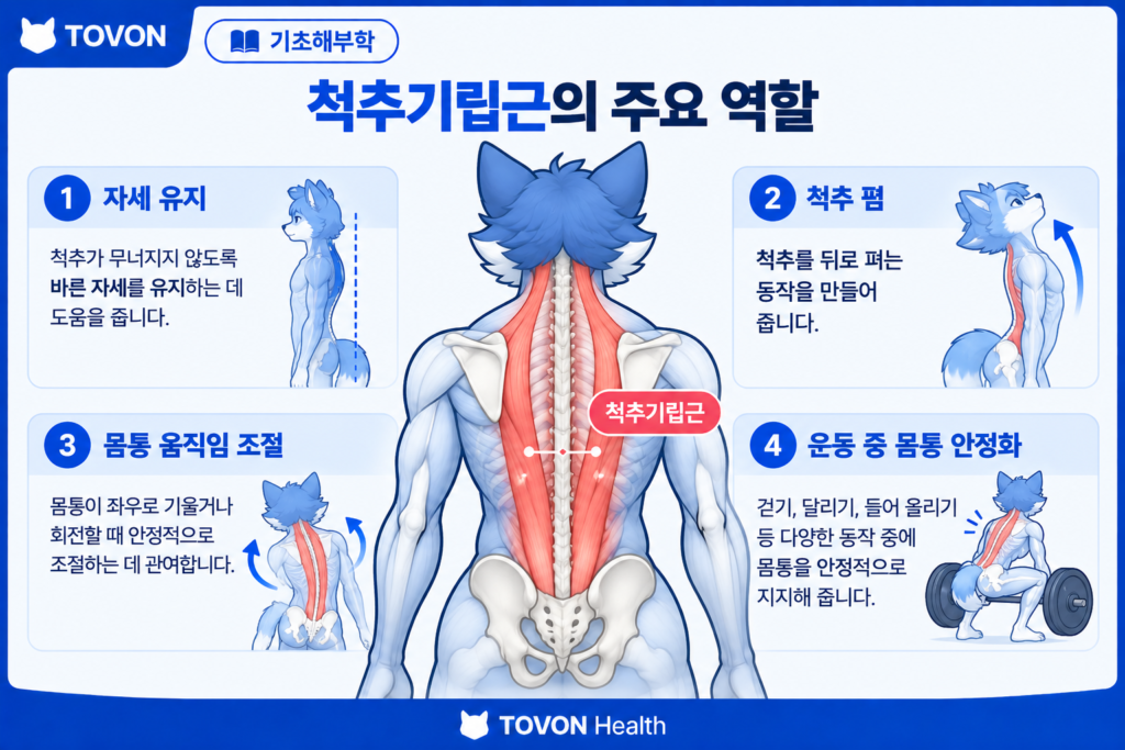 척추기립근이란? 척추를 지지하는 등 근육의 구조와 역할 척추기립근의 자세 유지 척추 폄 몸통 움직임 조절과 안정화 역할