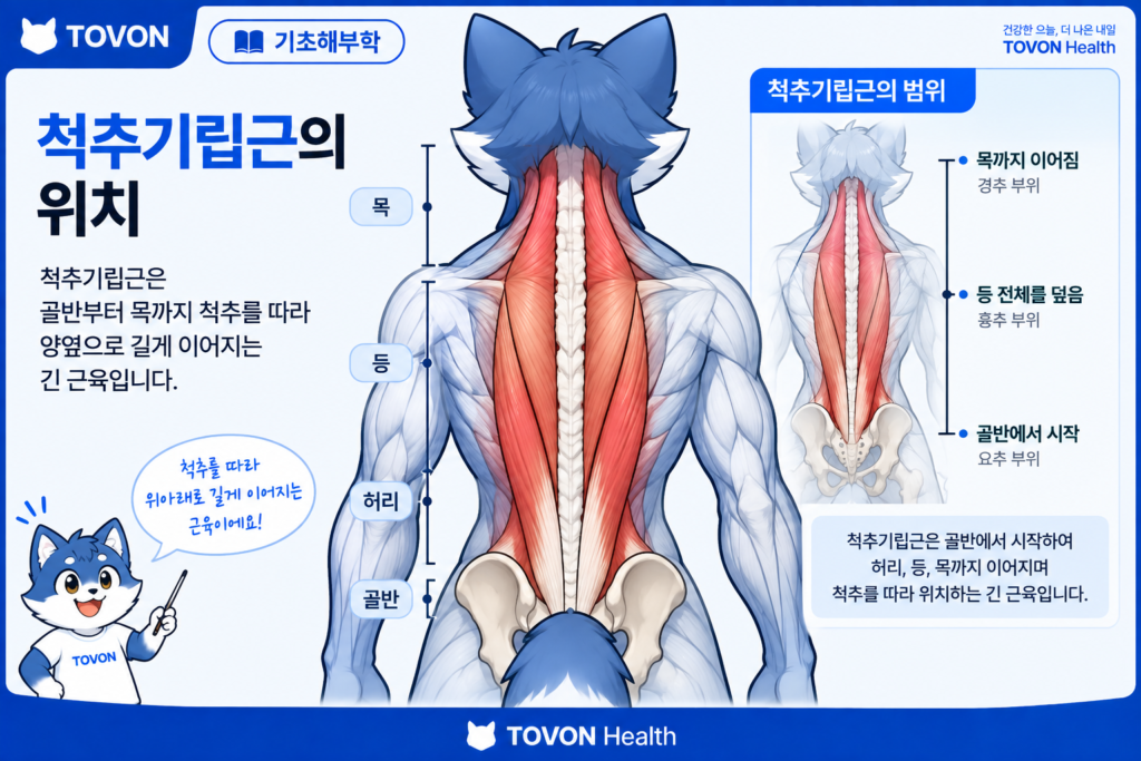 척추기립근이란? 척추를 지지하는 등 근육의 구조와 역할 척추 양옆을 따라 길게 이어지는 척추기립근의 위치