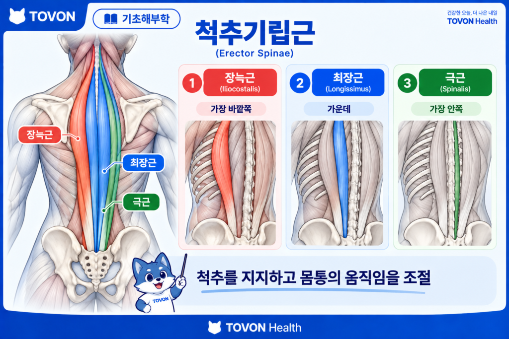 척추기립근이란? 척추를 지지하는 등 근육의 구조와 역할 장늑근 최장근 극근으로 구성된 척추기립근의 구조와 역할 요약
