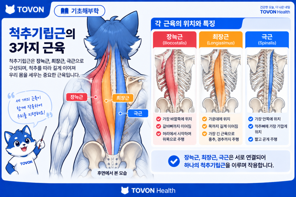 척추기립근이란? 척추를 지지하는 등 근육의 구조와 역할 척추기립근을 구성하는 장늑근 최장근 극근의 위치와 구조