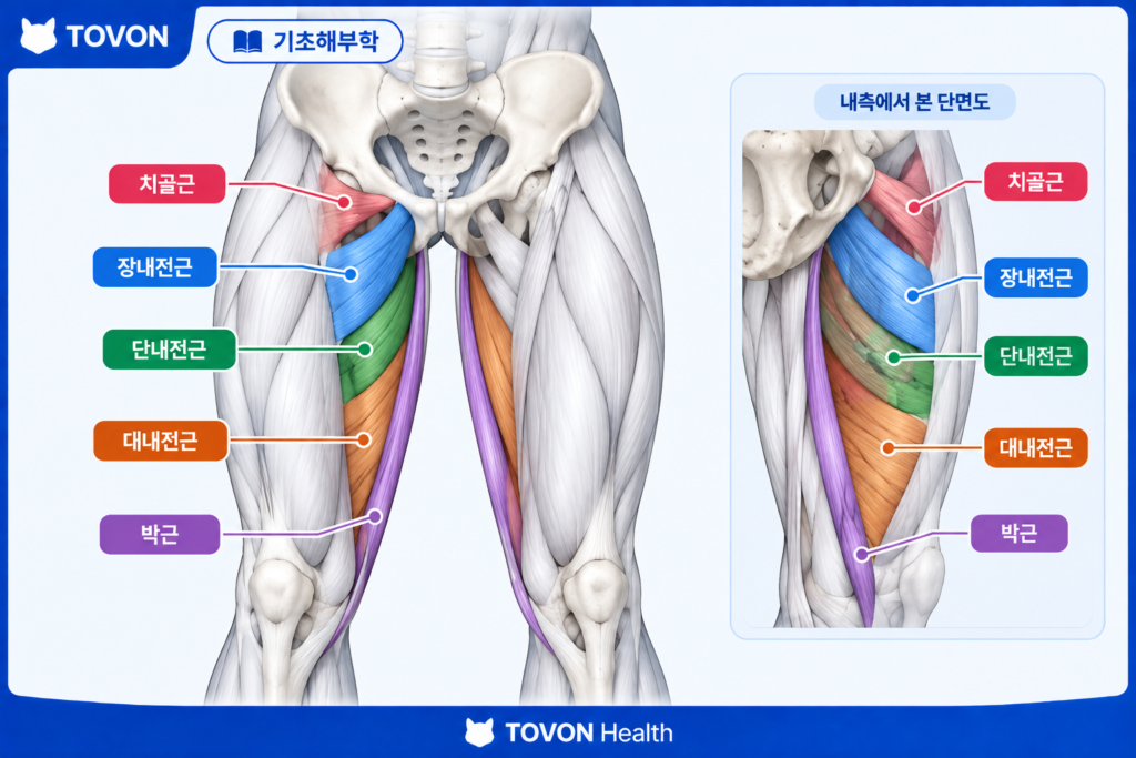 장내전근 단내전근 대내전근 치골근 박근의 위치