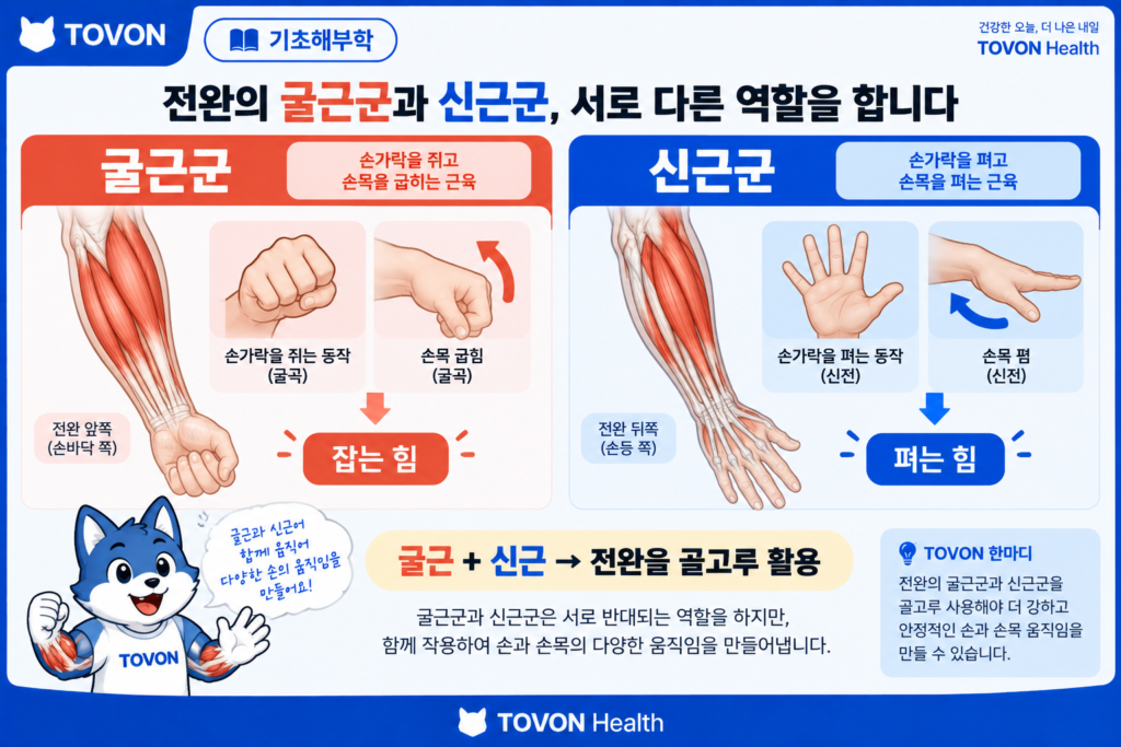 전완 굴근군과 신근군의 손목 굽힘과 폄 움직임을 비교한 이미지