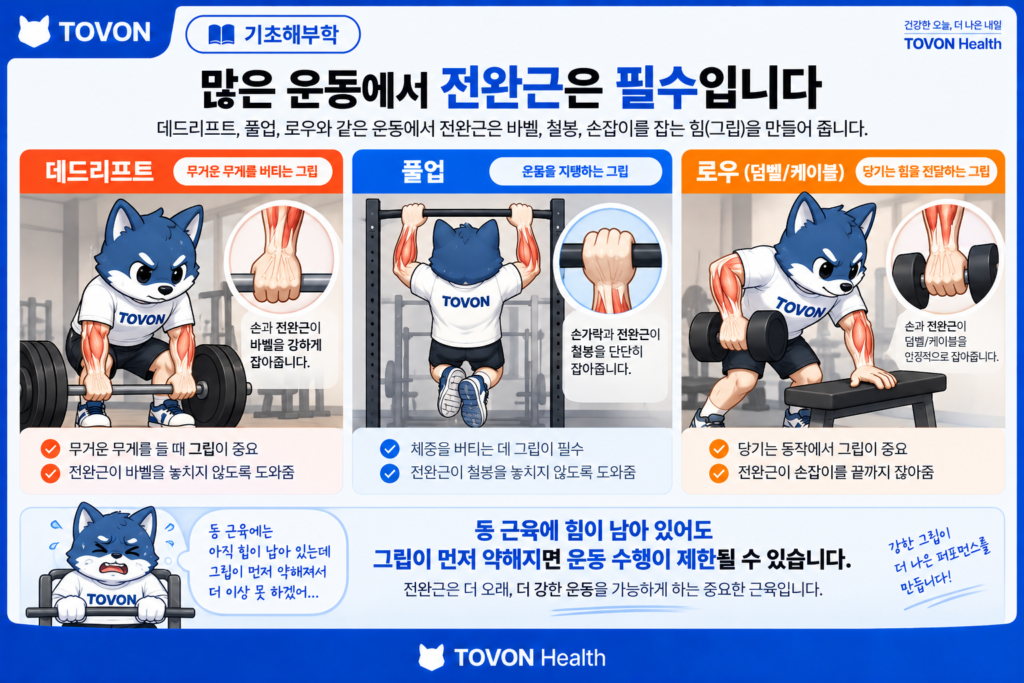 데드리프트와 풀업에서 전완근과 그립이 사용되는 모습을 보여주는 토번이