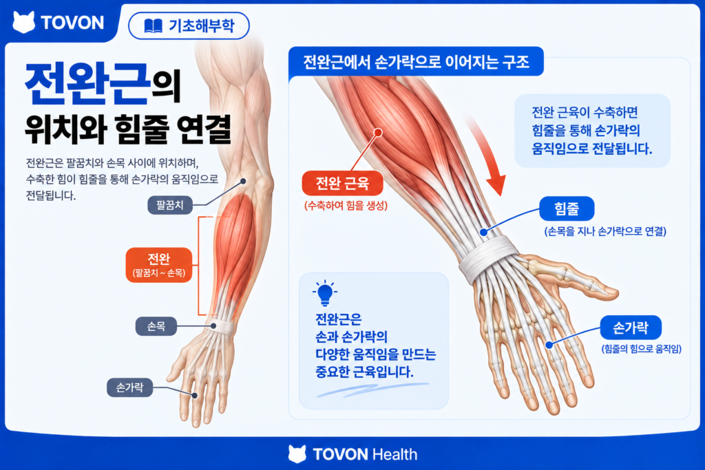 팔꿈치와 손목 사이 전완의 위치와 손가락으로 이어지는 힘줄을 보여주는 이미지