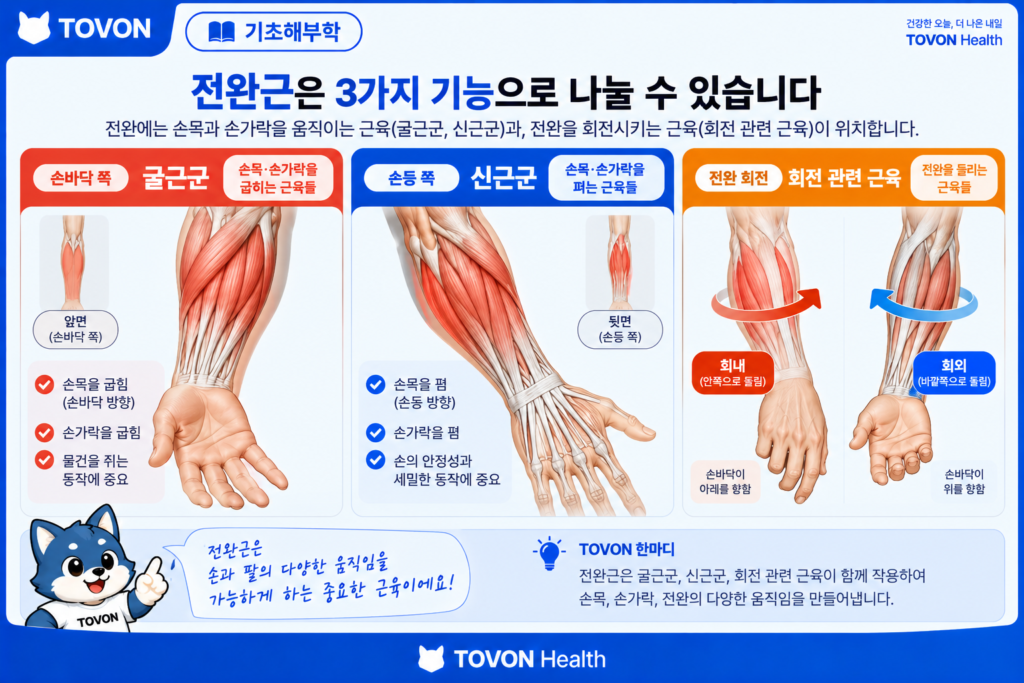 전완의 굴근군과 신근군 및 회전 관련 근육의 위치를 보여주는 해부학 이미지