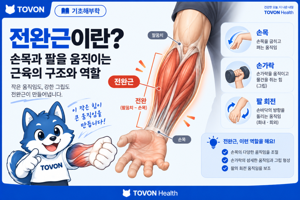 전완근의 위치와 손목과 손가락 움직임을 보여주는 토번이