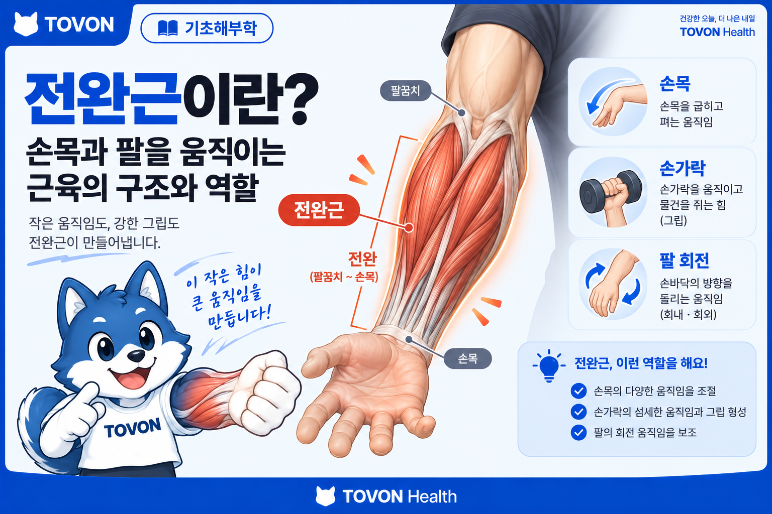 전완근의 위치와 손목과 손가락 움직임을 보여주는 토번이