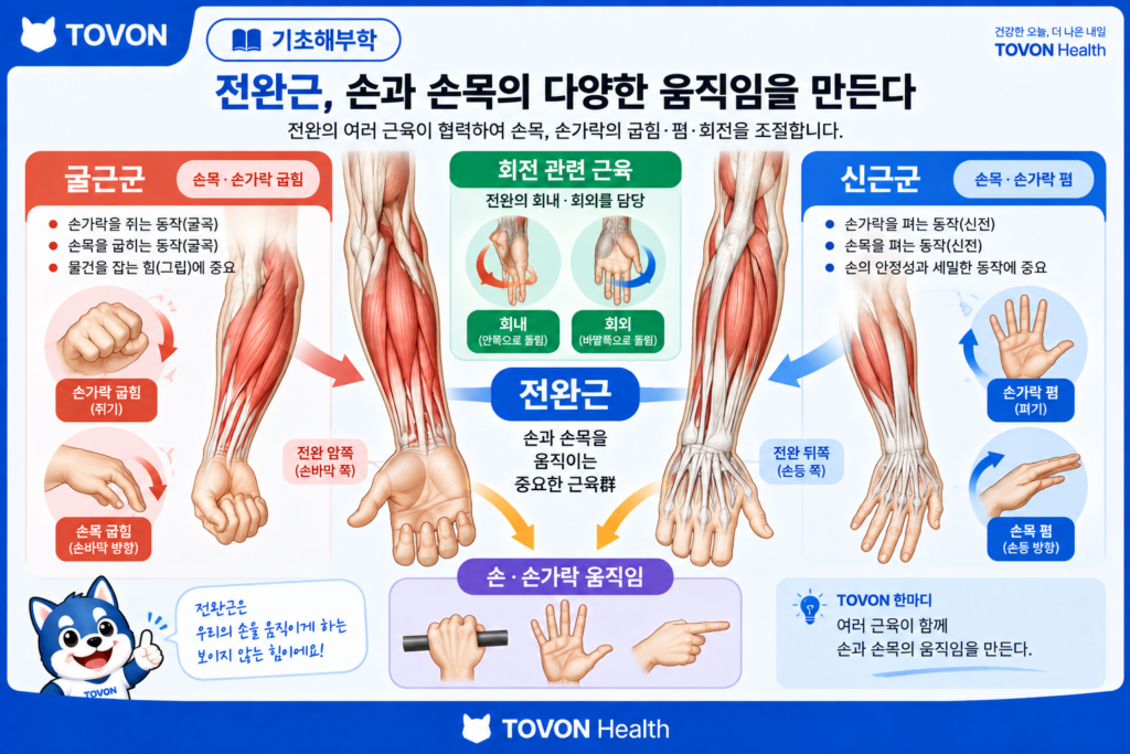 전완근의 여러 근육과 손목 및 손가락 움직임을 한눈에 정리한 이미지