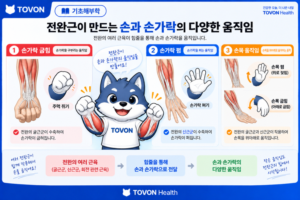 전완근이 손목과 손가락의 움직임에 관여하는 모습을 보여주는 이미지