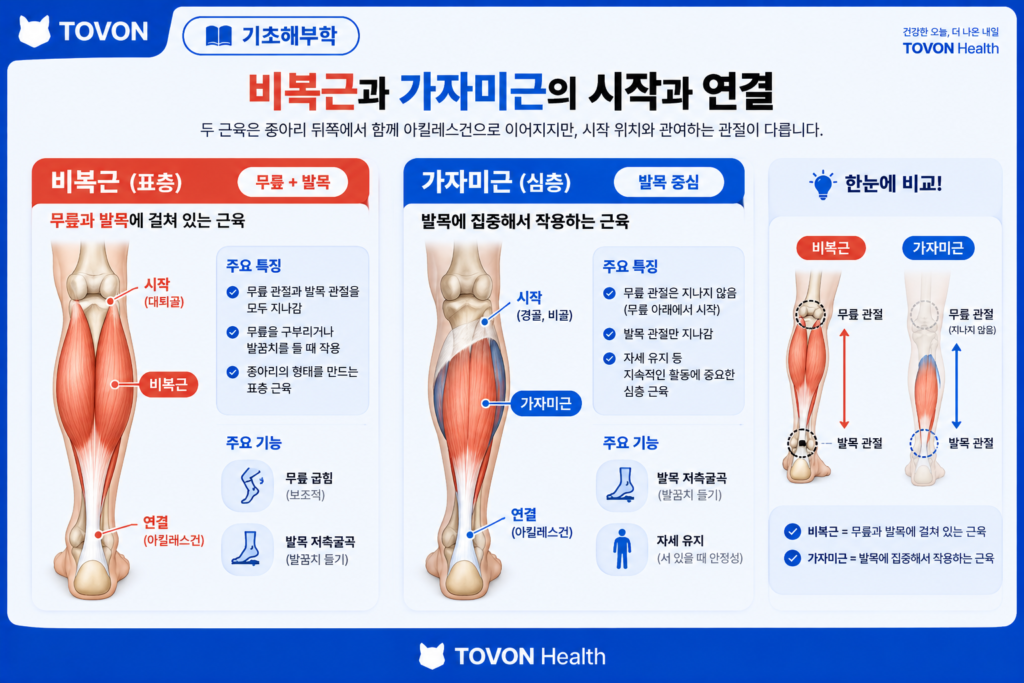 비복근과 가자미근의 해부학적 위치와 관절 통과 구조