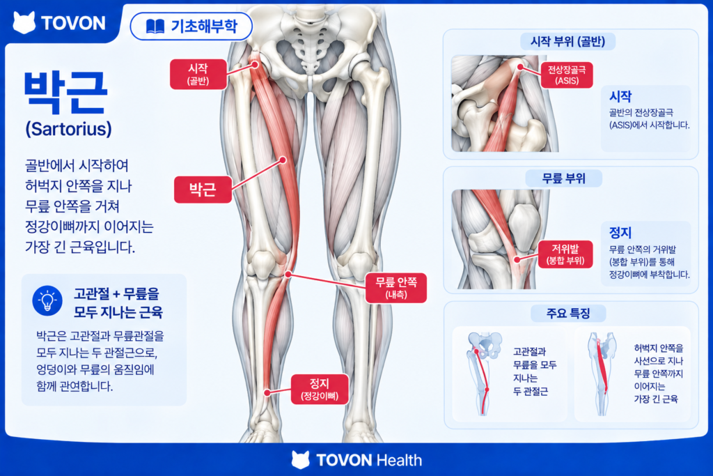 박근의 위치와 고관절 및 무릎을 지나는 구조
