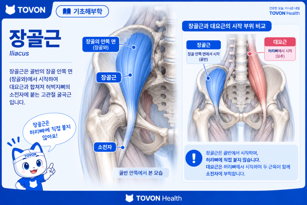 골반 안쪽에서 시작하는 장골근의 구조