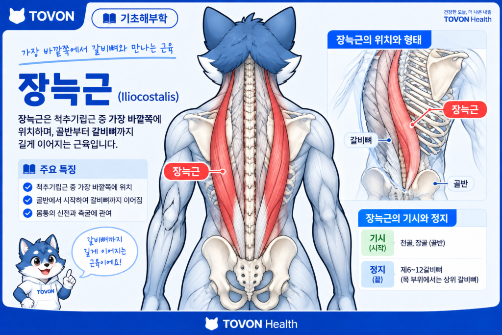 척추기립근이란? 척추를 지지하는 등 근육의 구조와 역할 척추기립근 가장 바깥쪽에 위치한 장늑근의 해부학적 구조