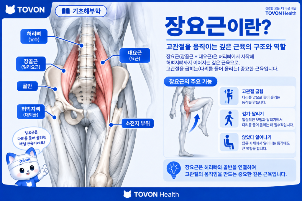 장요근의 구조와 고관절 움직임을 보여주는 해부학 이미지