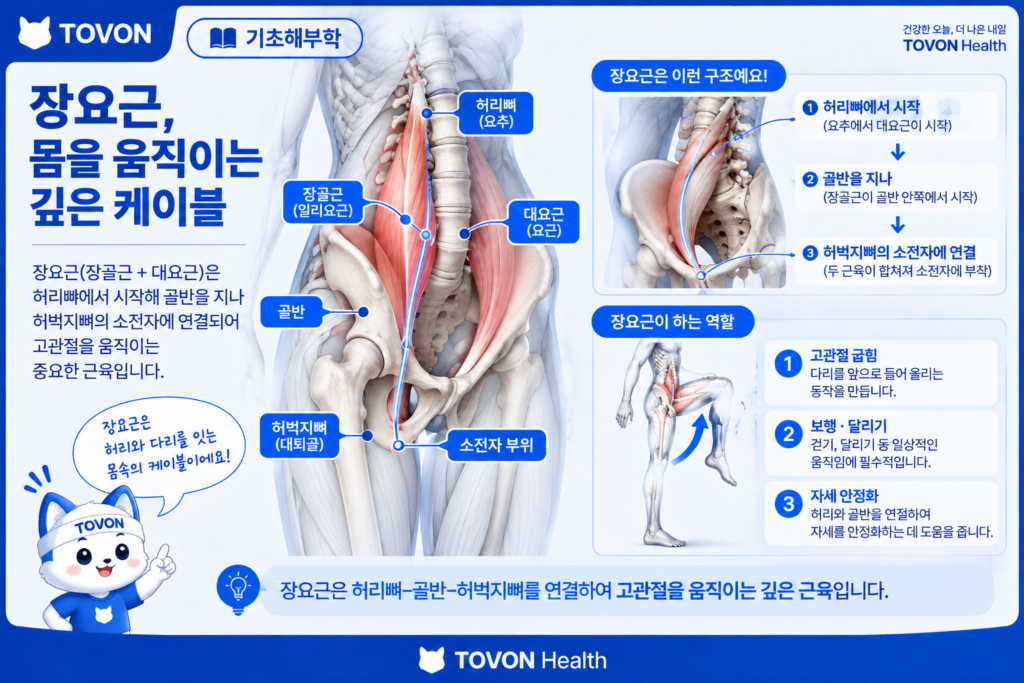 허리와 골반에서 허벅지로 이어지는 장요근의 연결 구조
