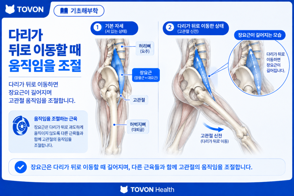 다리가 뒤로 움직일 때 장요근이 움직임을 조절하는 모습