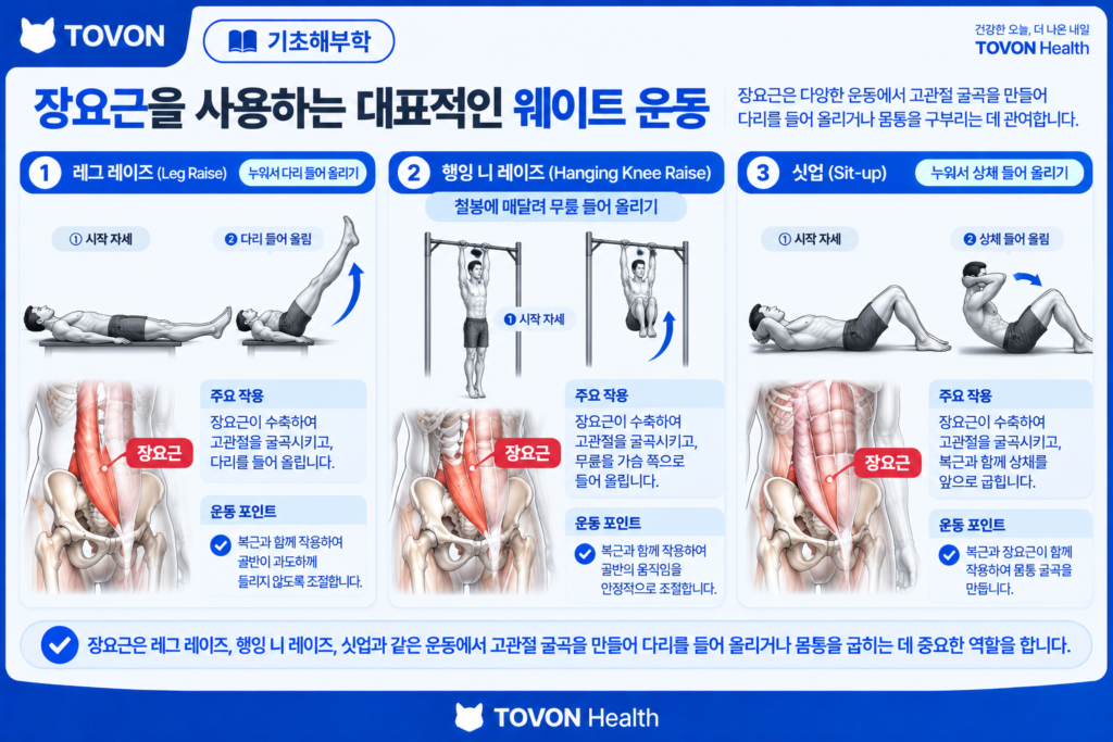레그 레이즈와 행잉 니 레이즈에서 장요근이 사용되는 모습