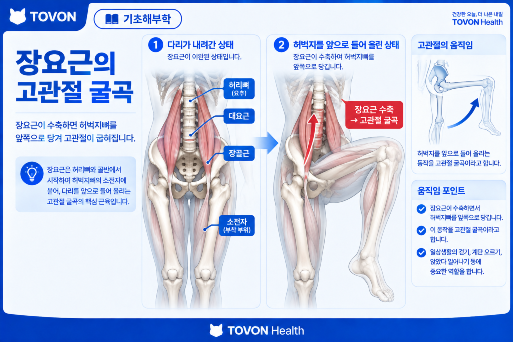 장요근이 다리를 앞으로 들어 올리는 고관절 굴곡 동작