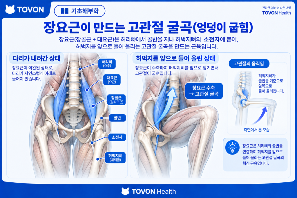 장요근이 고관절 굴곡에 관여하는 움직임