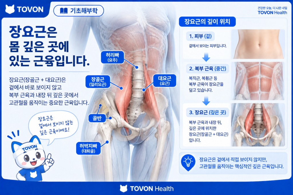 몸 깊은 곳에 위치한 장요근의 해부학적 위치