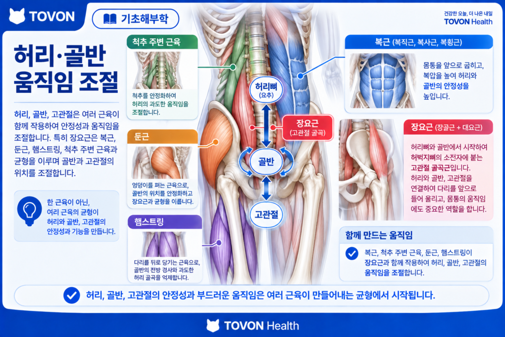 장요근과 주변 근육이 허리와 골반의 움직임을 조절하는 모습