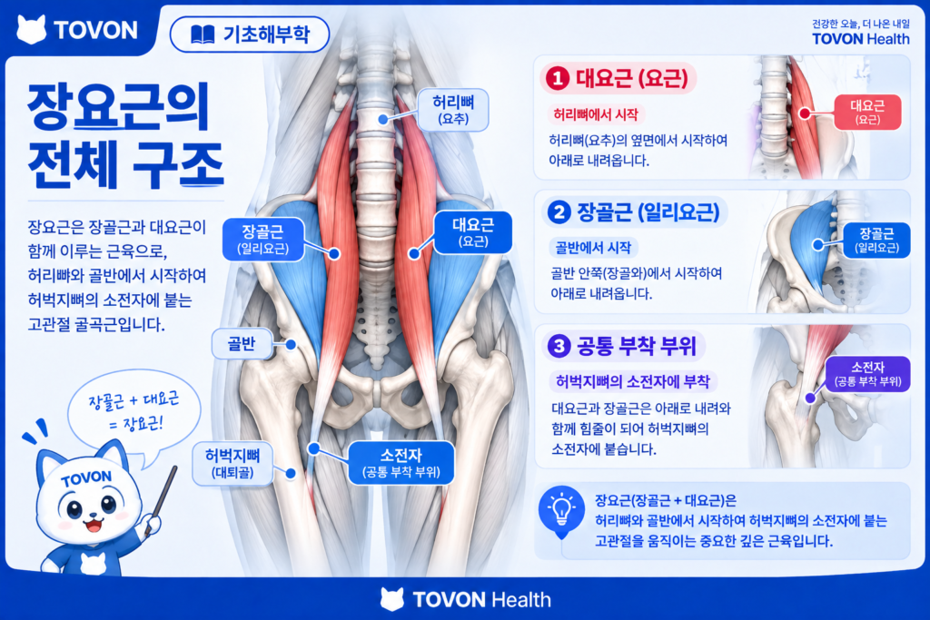 대요근과 장골근으로 이루어진 장요근의 구조