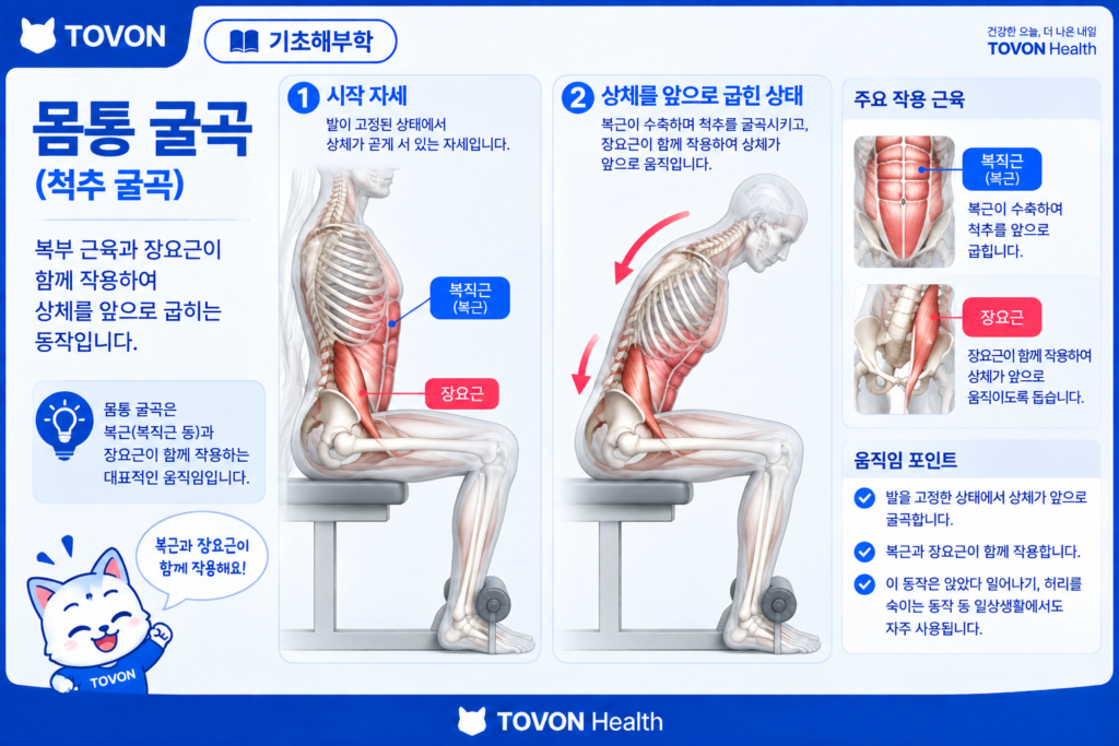 다리가 고정된 상태에서 장요근이 몸통 움직임에 관여하는 모습