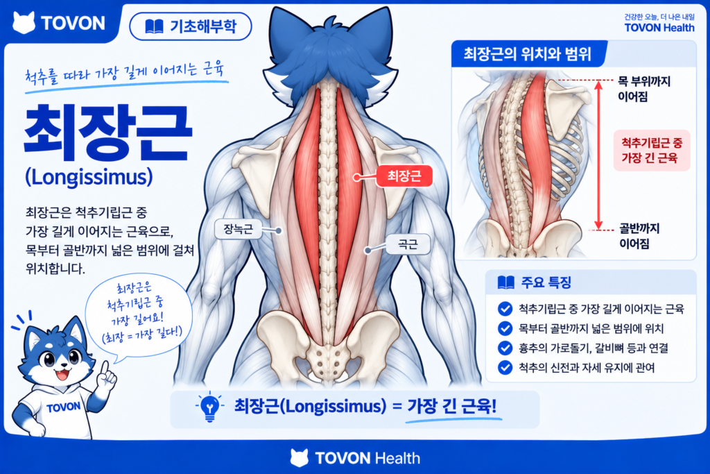 척추기립근이란? 척추를 지지하는 등 근육의 구조와 역할 척추기립근 가운데에 위치하는 최장근의 해부학적 구조