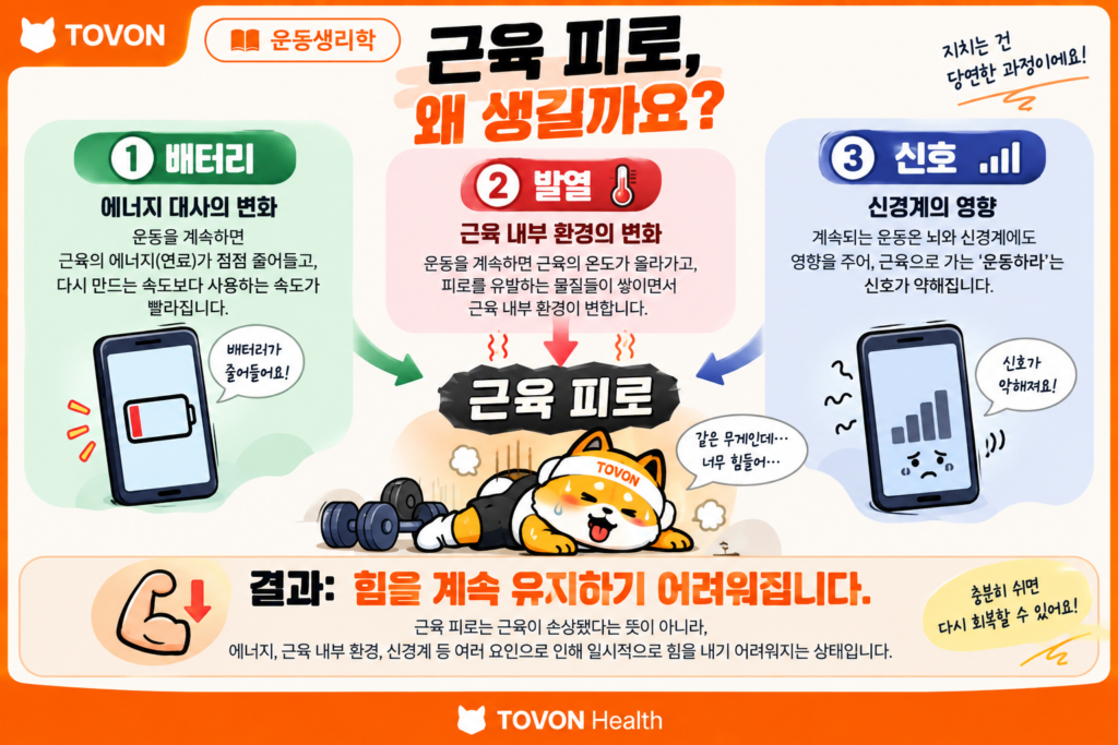 운동하면 근육이 지치는 이유? 근육 피로의 원리 에너지 대사와 근육 내부 환경 및 신경계 변화로 나타나는 근육 피로의 원리