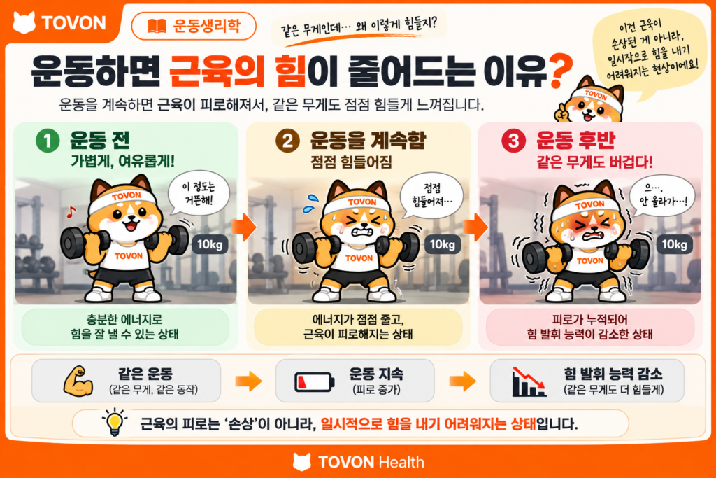 운동하면 근육이 지치는 이유? 근육 피로의 원리 운동 전과 운동 후 근육의 힘 발휘 능력 차이를 보여주는 토번이