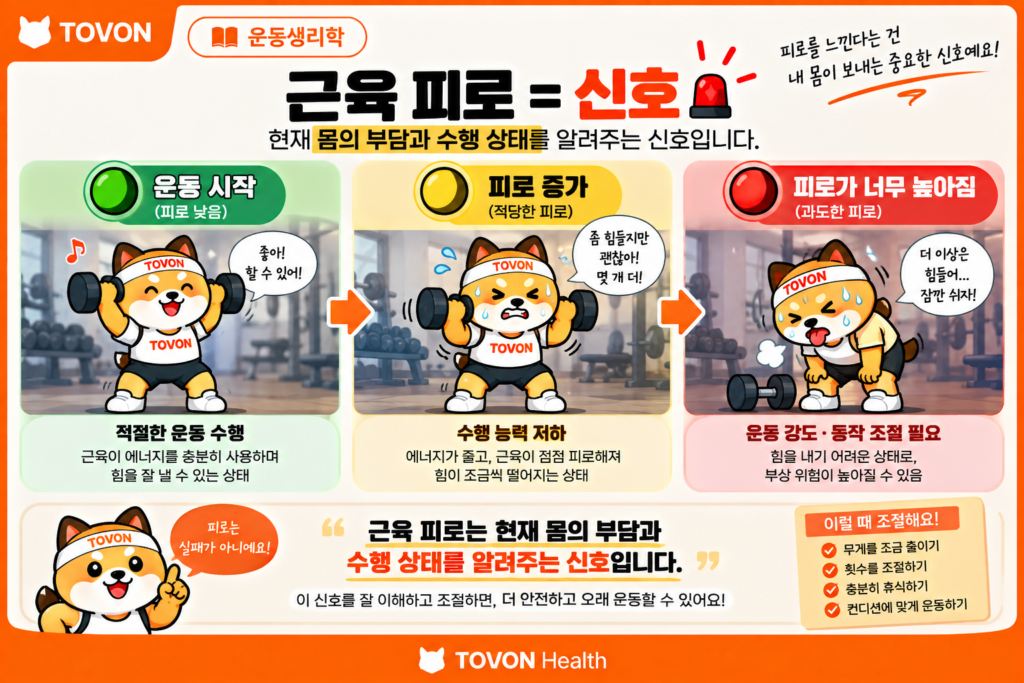 운동하면 근육이 지치는 이유? 근육 피로의 원리 근육 피로가 운동 수행과 운동 강도 조절에 영향을 주는 과정을 보여주는 이미지