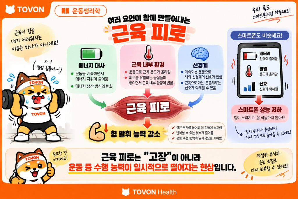 운동하면 근육이 지치는 이유? 근육 피로의 원리 에너지 대사와 근육 내부 환경 및 신경계 변화로 나타나는 근육 피로를 정리한 이미지