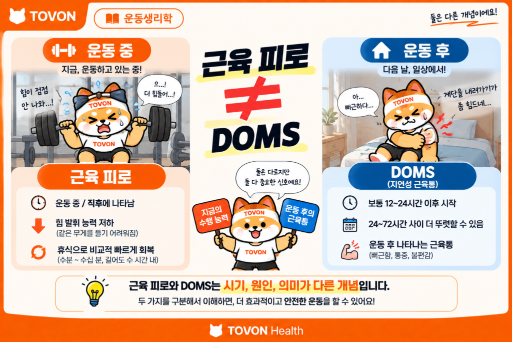 운동하면 근육이 지치는 이유? 근육 피로의 원리 운동 중 근육 피로와 운동 후 지연성 근육통 DOMS의 차이를 비교한 이미지