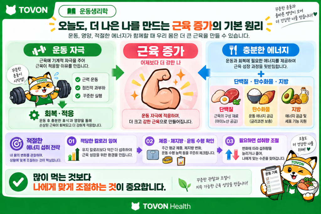 운동 자극과 칼로리 및 영양소가 근육 증가를 뒷받침하는 과정을 한눈에 정리한 이미지