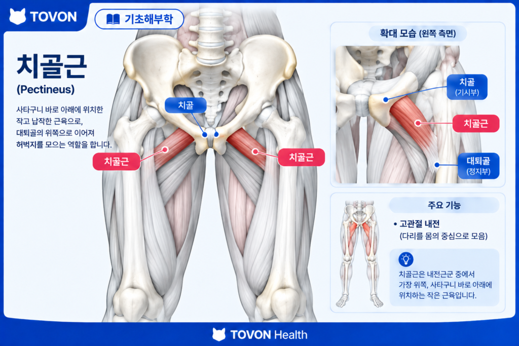 치골근의 위치와 구조