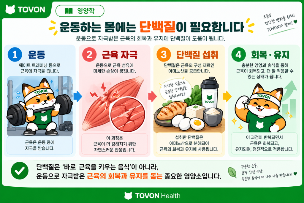 운동 후 근육 회복과 유지에 필요한 단백질의 역할을 보여주는 이미지