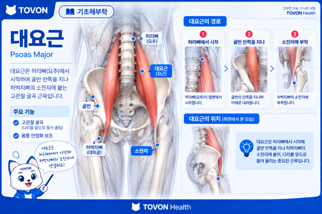 허리뼈에서 시작해 허벅지뼈로 이어지는 대요근의 구조