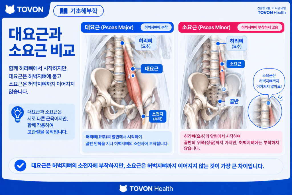 대요근 앞쪽에 위치한 소요근의 해부학적 구조
