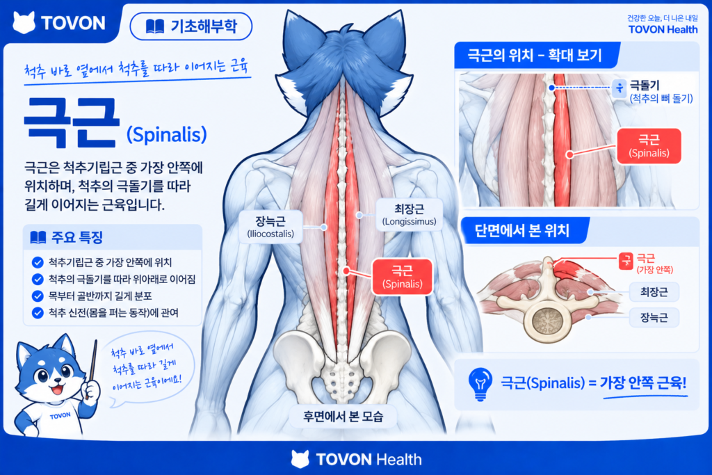 척추기립근이란? 척추를 지지하는 등 근육의 구조와 역할 척추기립근 가장 안쪽에 위치한 극근의 해부학적 구조