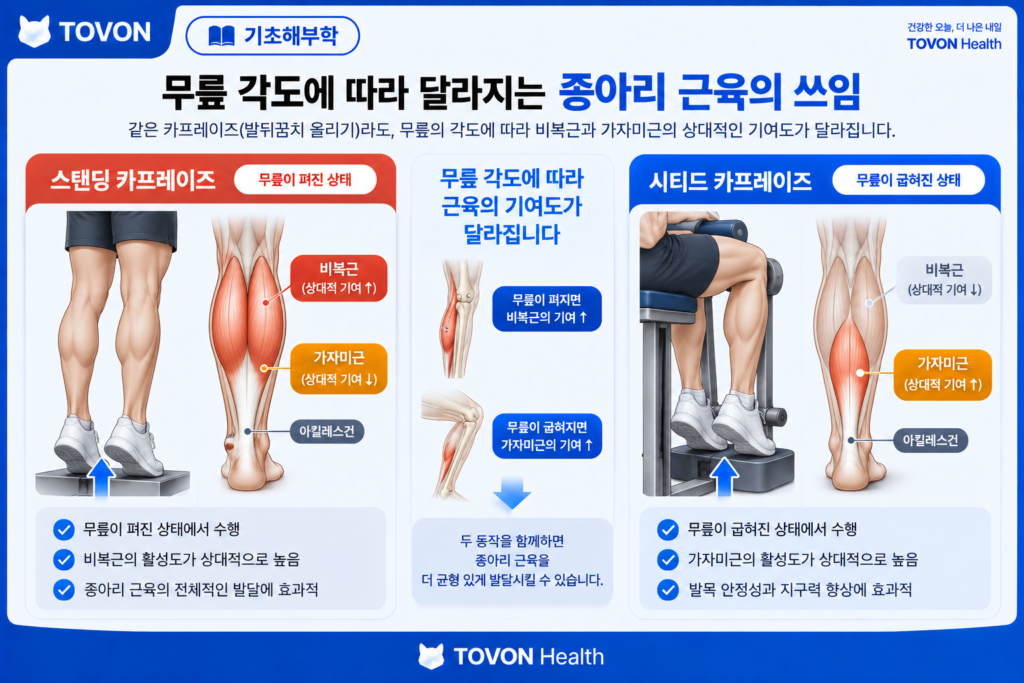 스탠딩 카프레이즈와 시티드 카프레이즈의 자세와 종아리 근육 비교